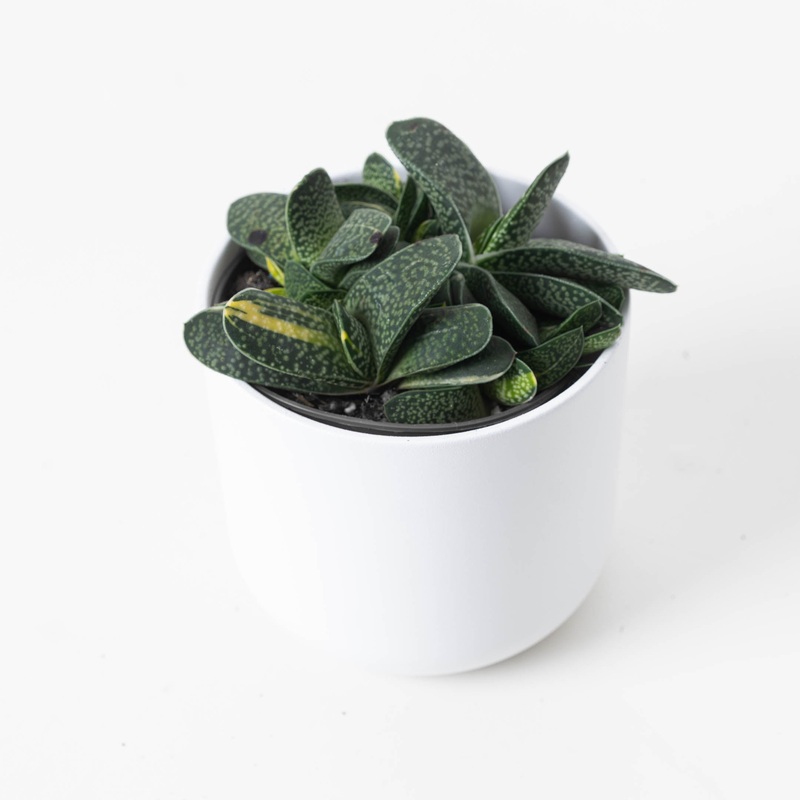 Gasteria minima variegata|12cm
