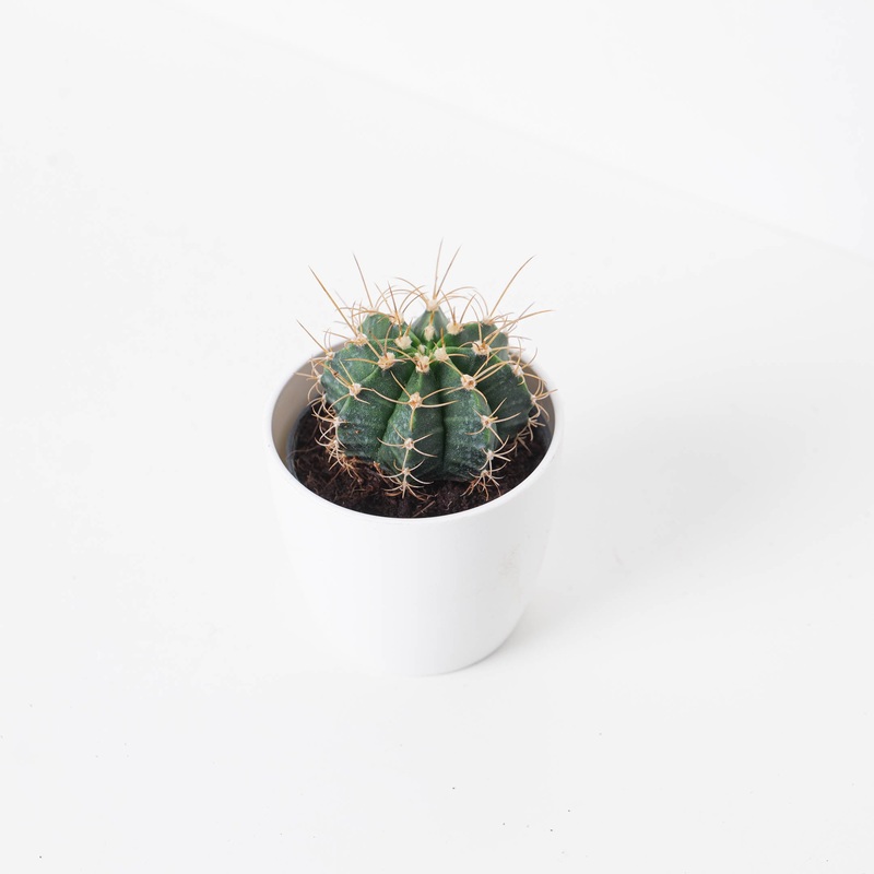 Gymnocalycium mihanovichii|6cm