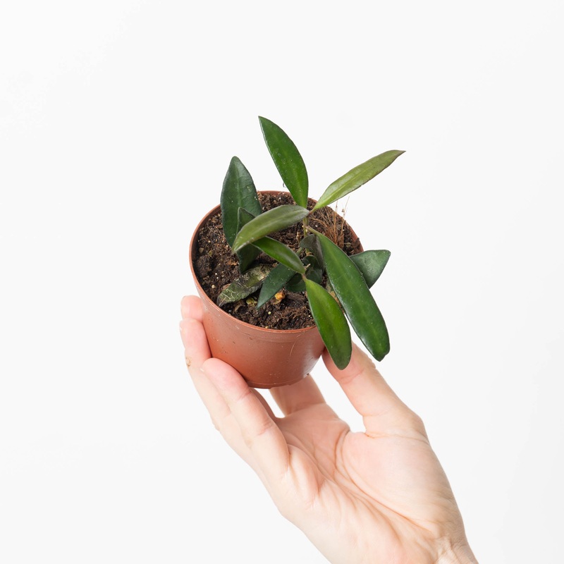 Hoya aff. rotundifolia|8cm
