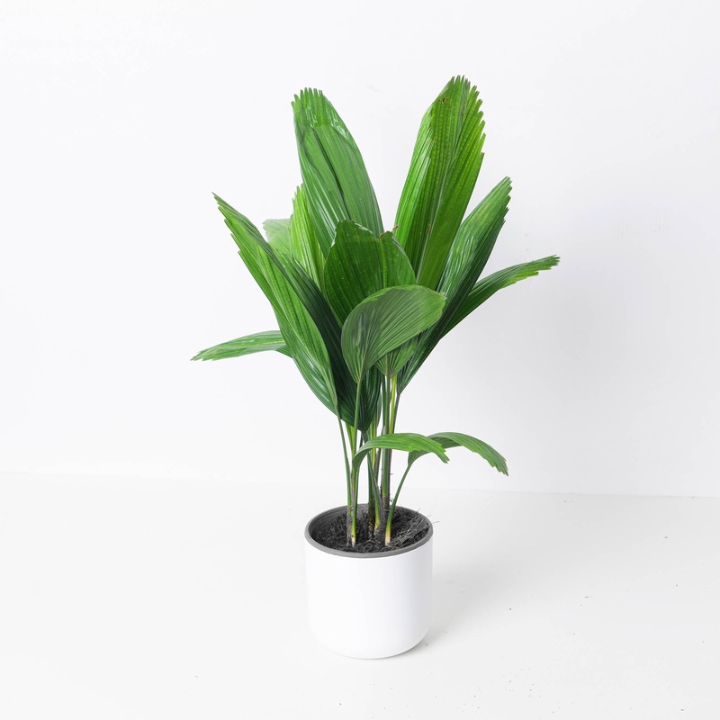 Licuala grandis | Ruffled Fan Palm