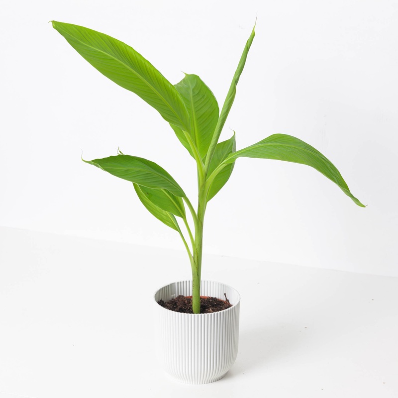 Musa Siam Ruby |  Banana Plant