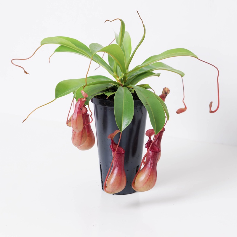 Nepenthes alata | Monkey Jar Plant | Pitcher Plant