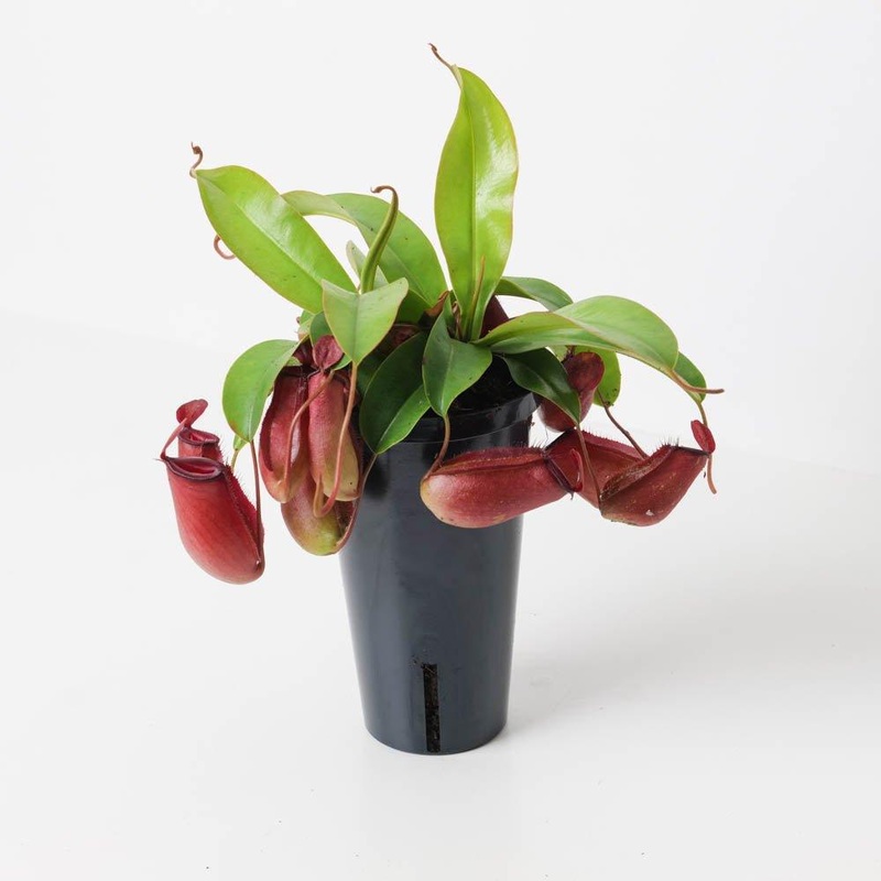 Nepenthes ‘Bloody Mary’ | Pitcher Plant | Monkey Jar Plant