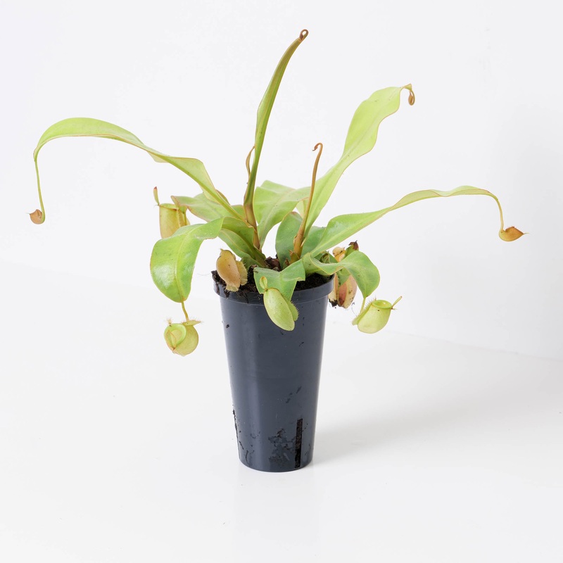 Nepenthes x Hookeriana | Monkey Jar Plant | Pitcher Plant