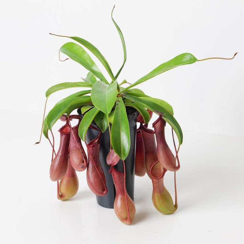 Nepenthes x ventrata | Monkey Jar Plant | Pitcher Plant