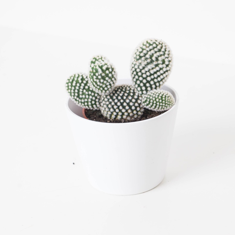 Opuntia microdasys var. albispina
