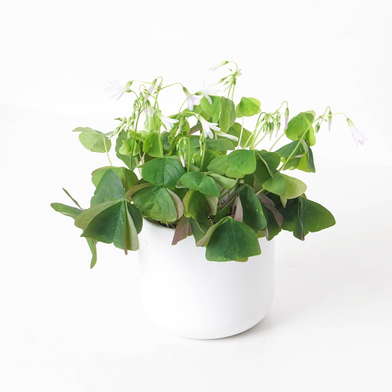 Oxalis ‘Regnellii Green’  | Shamrock Plant