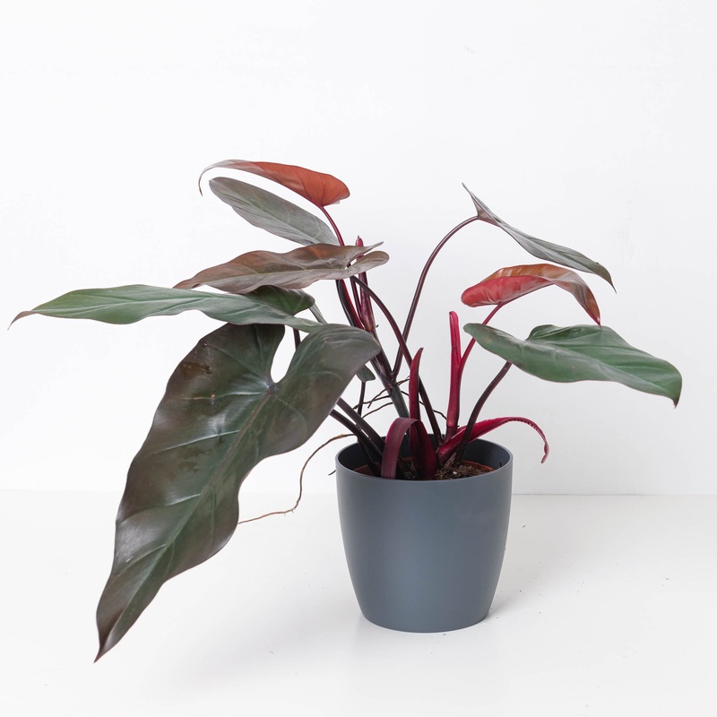 Philodendron ‘Dark Lord’|17cm