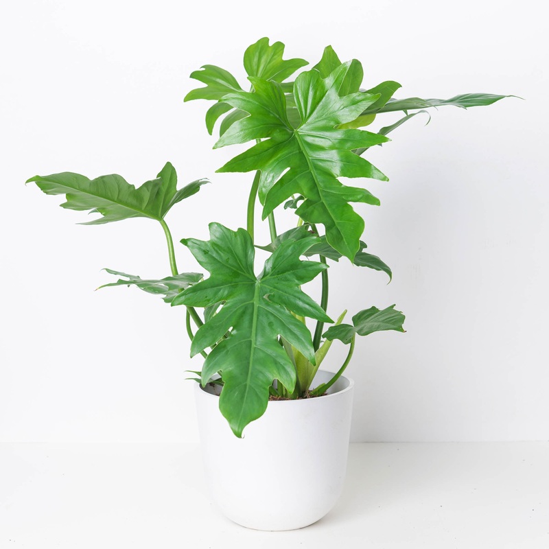 Philodendron Lacerum|19cm|19cm Imperfect