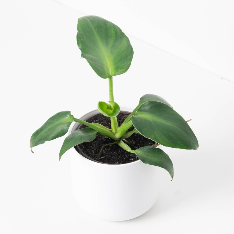 Philodendron rugosum ‘Abberant Form’