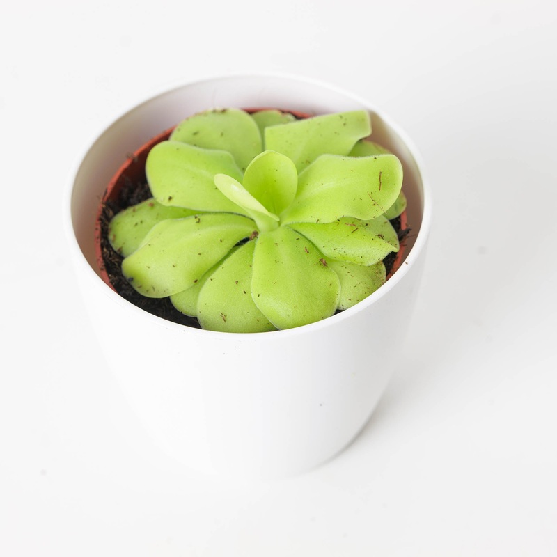 Pinguicula ‘Tina’|8.5cm