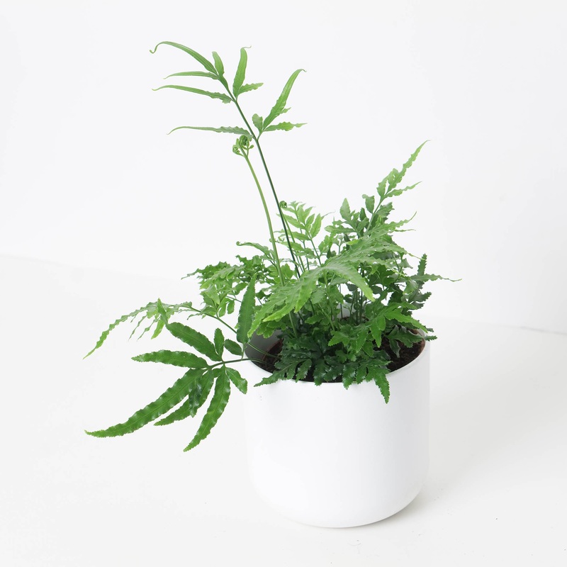 Pteris ensiformis ‘Evergreen’|12cm