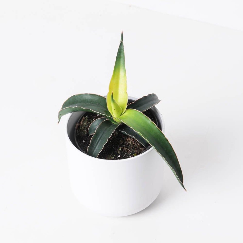 Sansevieria ‘Star Canary’|12cm