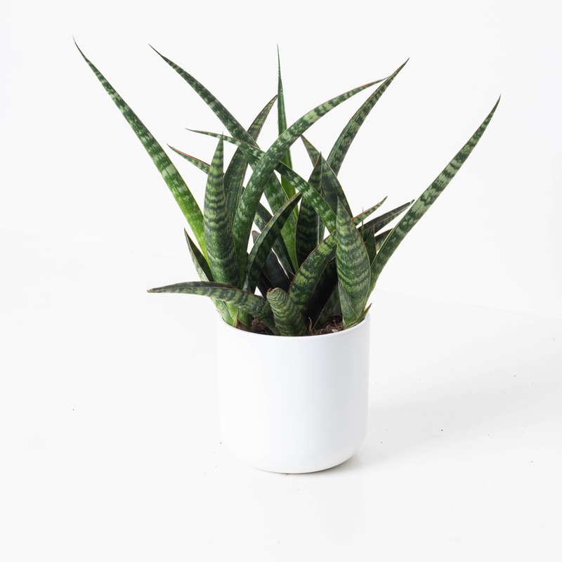 Sansevieria trifasciata ‘Megan’