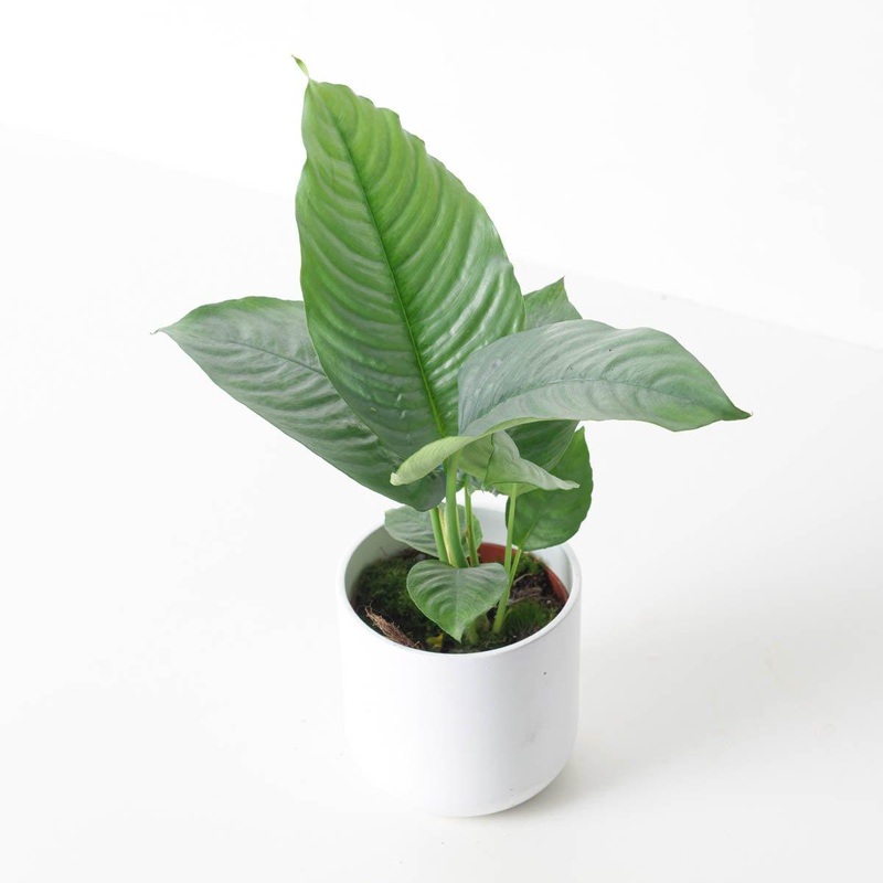 Schismatoglottis hendrikii|10.5cm
