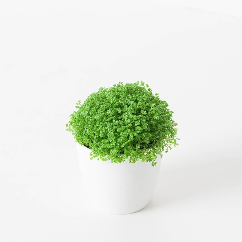 Selaginella apoda | Meadow Spike Moss