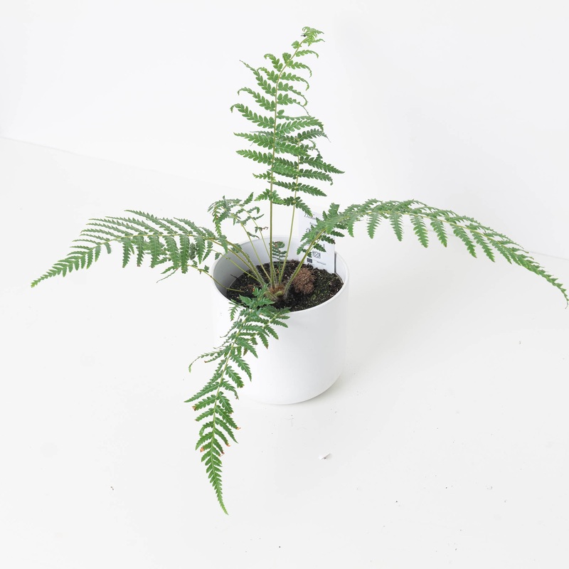Tree Fern | Dicksonia antarctica
