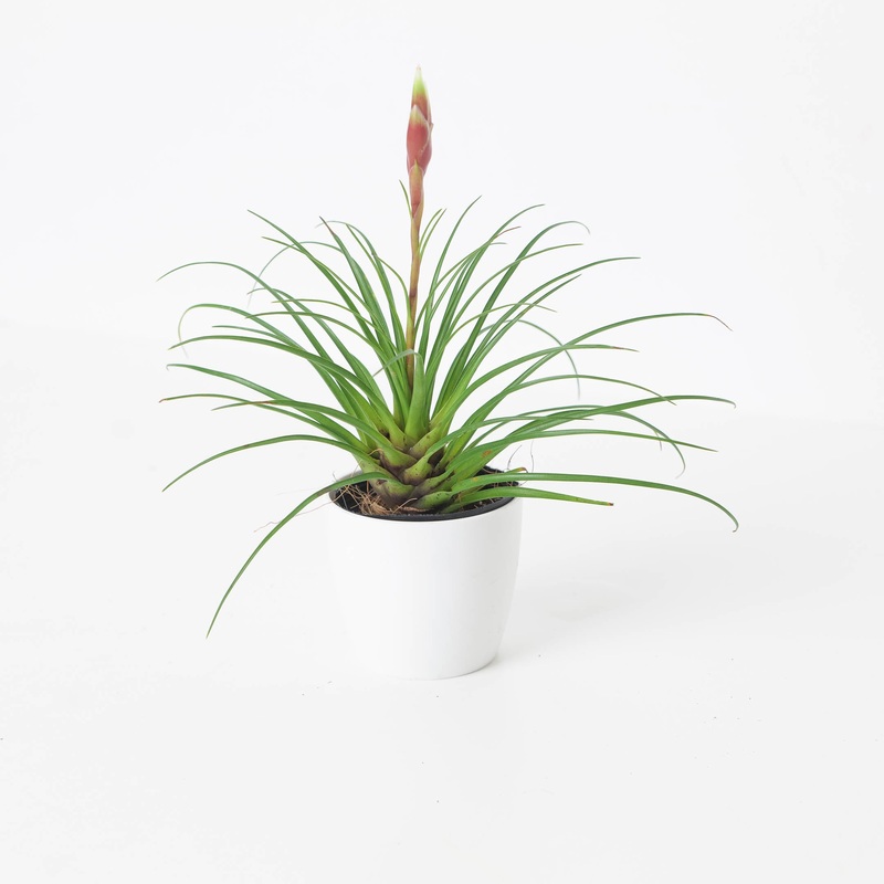Vriesea Correia-Araujoi|6cm