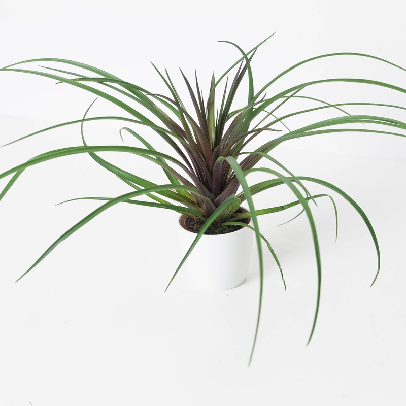 Wallisia cyanea | Tillandsia cyanea  |  Air Plant
