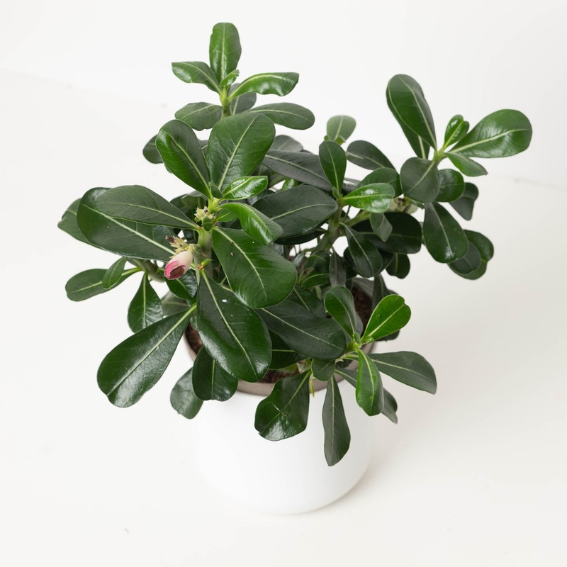 Adenium Obesum ‘Anouk Red’  | Desert Rose