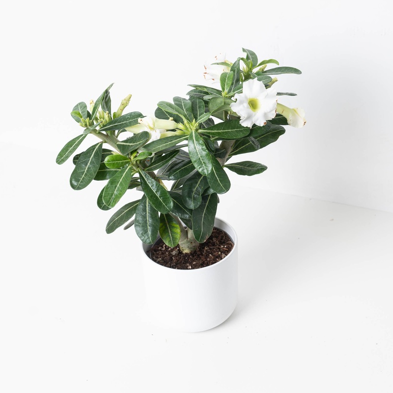 Adenium Obesum ‘White’ | Desert Rose