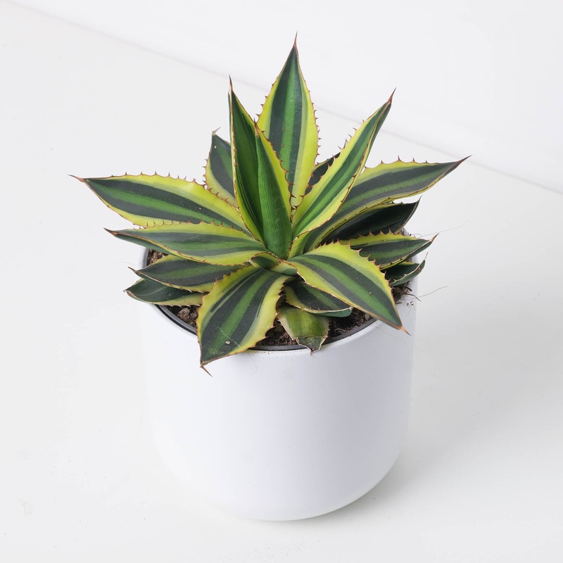 Agave Quadricolor|12cm