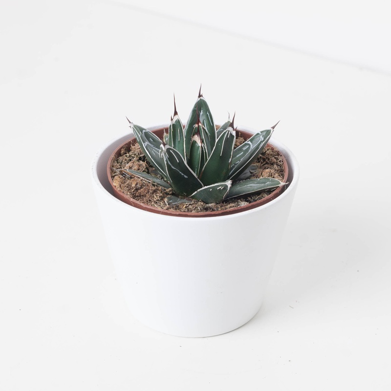 Agave victoriae-reginae | Queen Victoria Agave