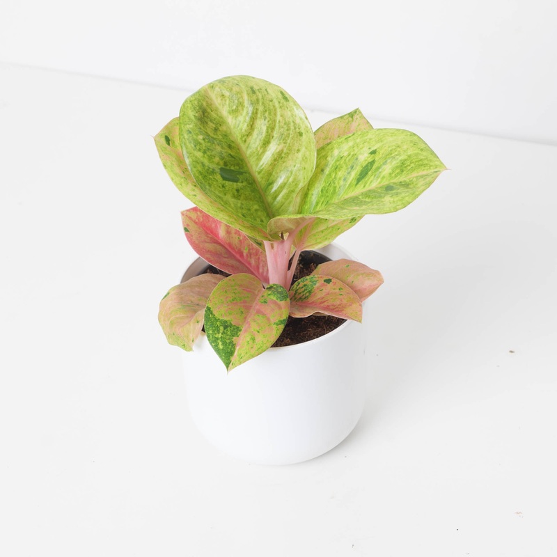 Aglaonema ‘Apple Fantasy’|12cm