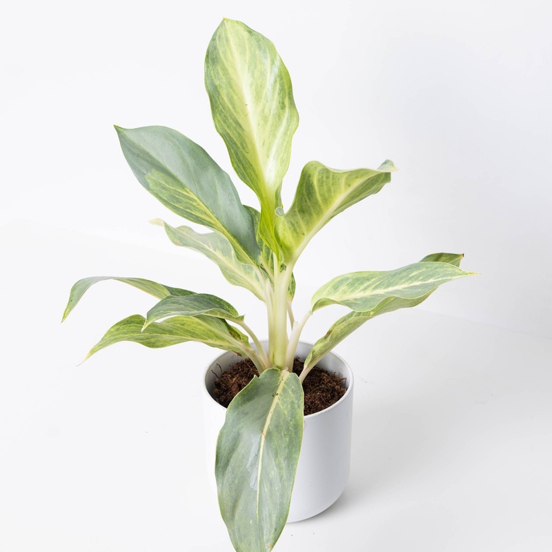 Aglaonema ‘Aqua Green’|12cm