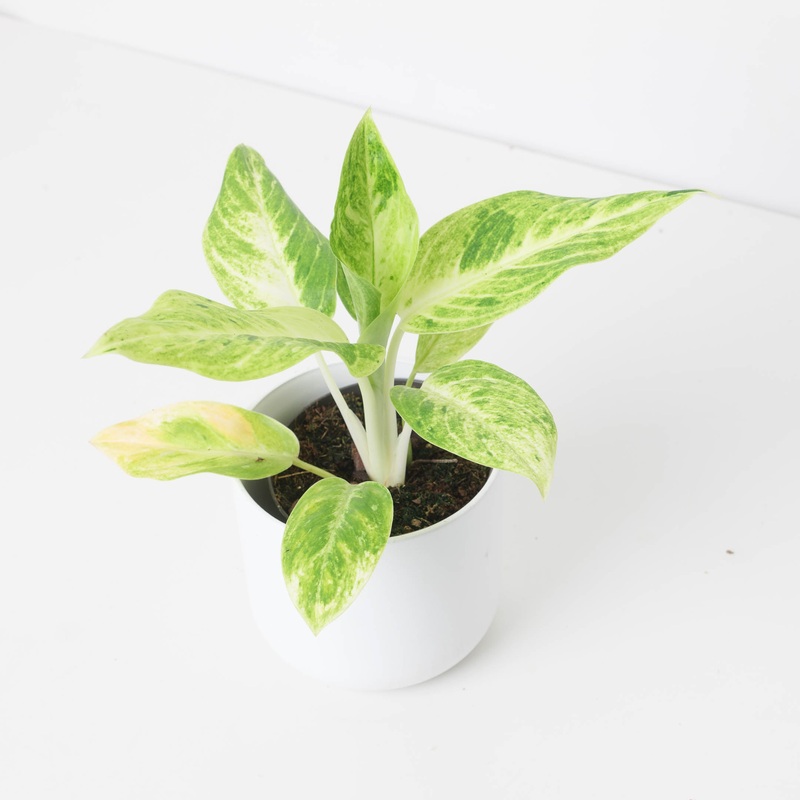 Aglaonema ‘Citronelle’|12cm