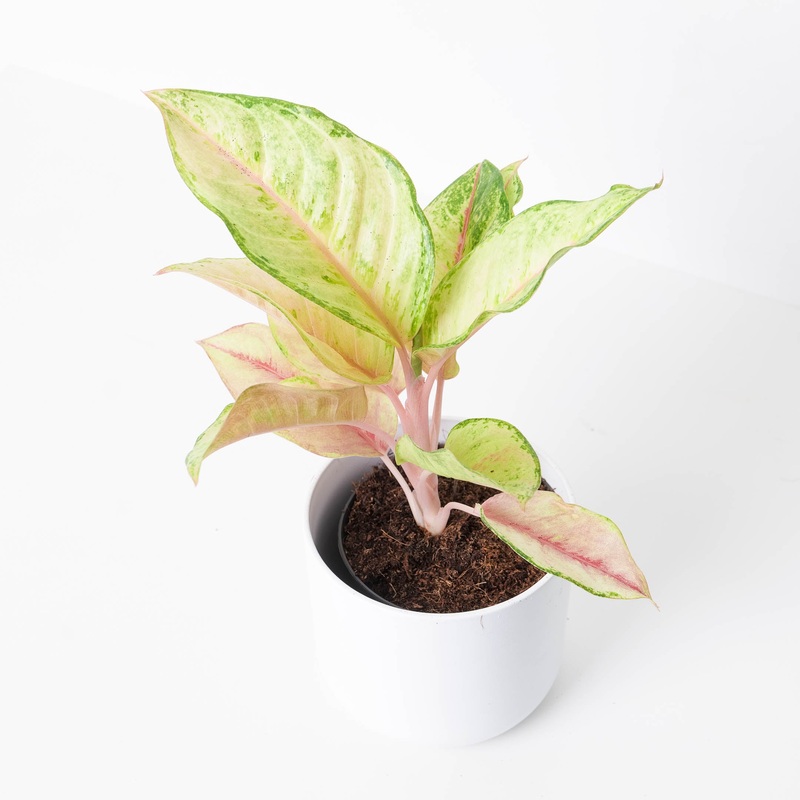 Aglaonema ‘Corn Silk’|12cm