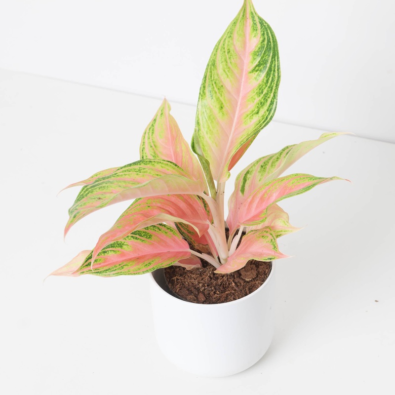 Aglaonema ‘Eyecatcher’|12cm