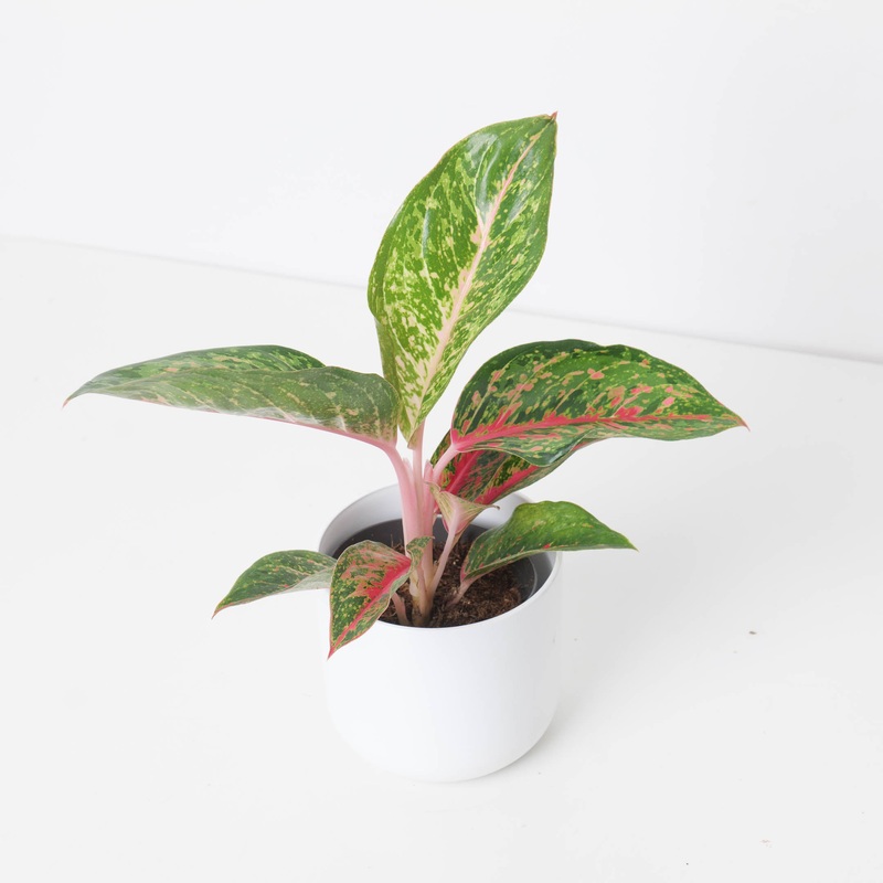 Aglaonema ‘Lychee Red’|12cm
