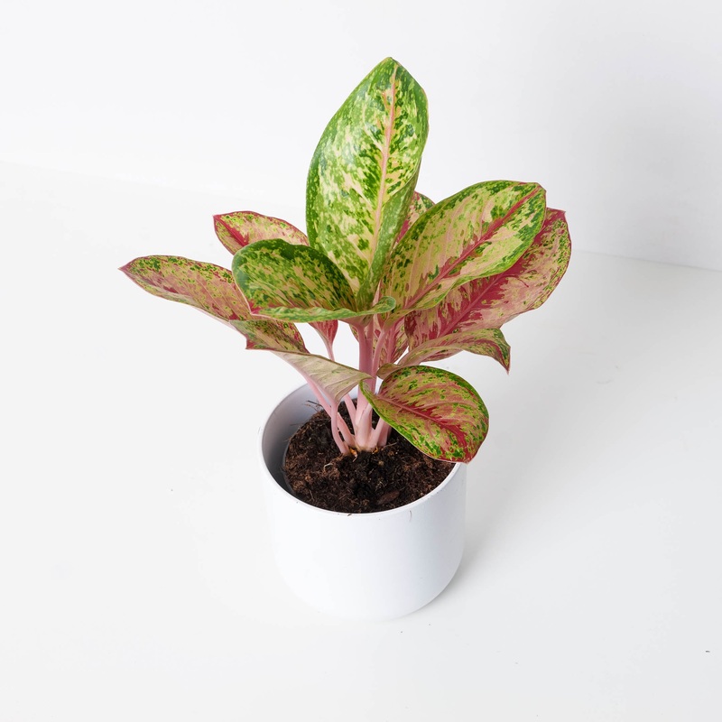 Aglaonema ‘Painted Celebration’