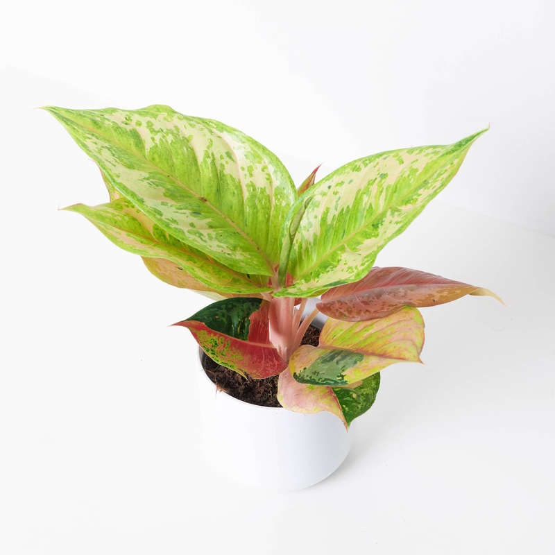 Aglaonema ‘Pastella’|12cm