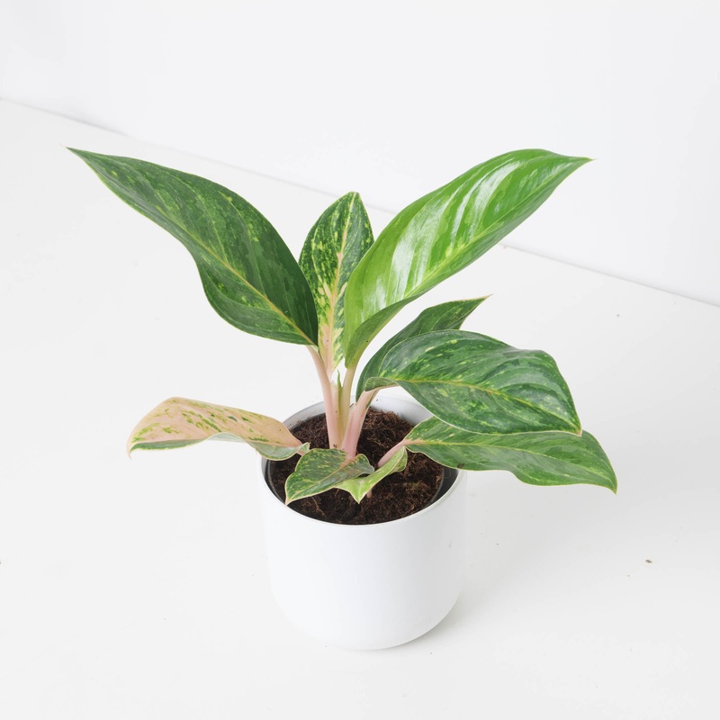 Aglaonema ‘Peach Pearl’|12cm