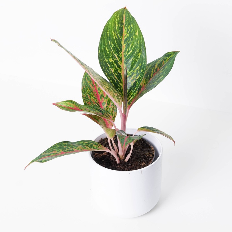 Aglaonema ‘Pepper Bells’|12cm