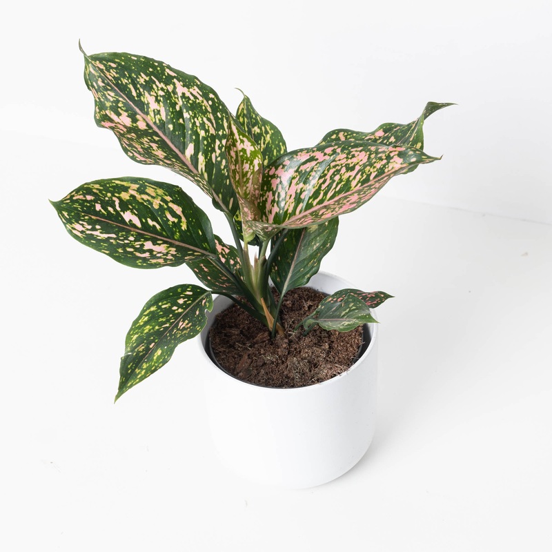 Aglaonema ‘Pink Leopard’|12cm