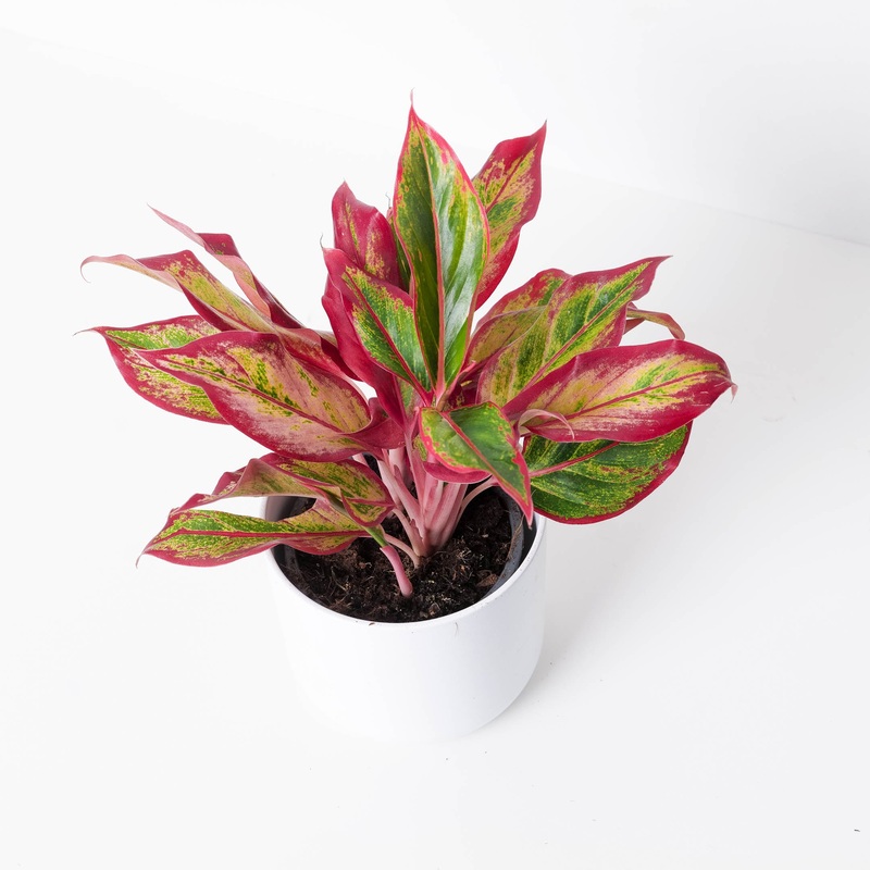 Aglaonema ‘Red Fire’|12cm