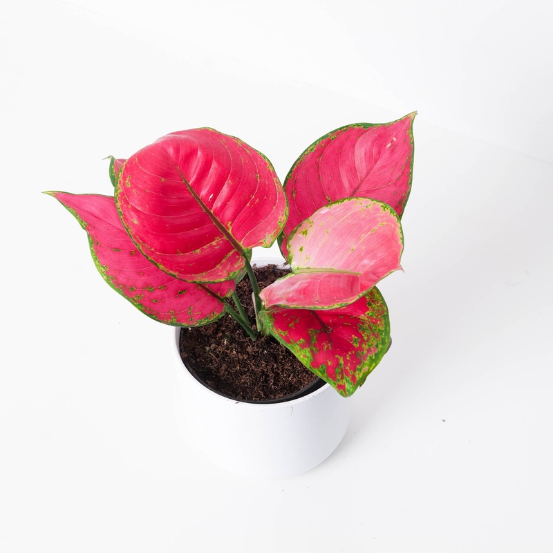 Aglaonema ‘Red Joy’|12cm