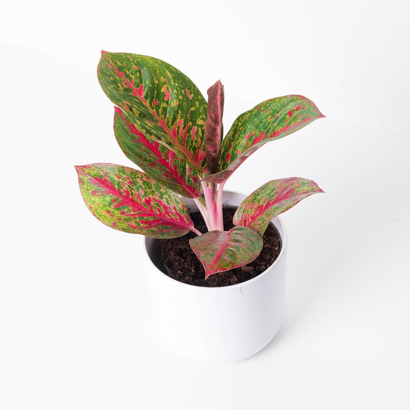 Aglaonema ‘Red Sprinkles’|12cm