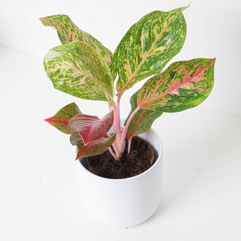 Aglaonema ‘Samba Red’|12cm