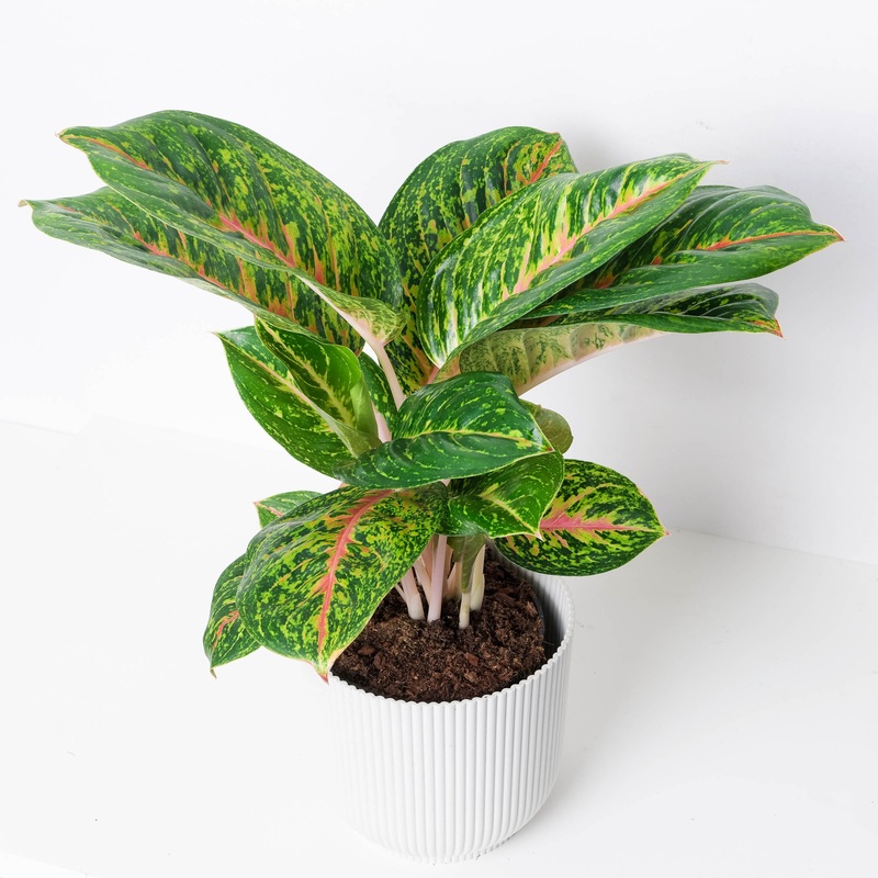 Aglaonema ‘Spring Red’|19cm