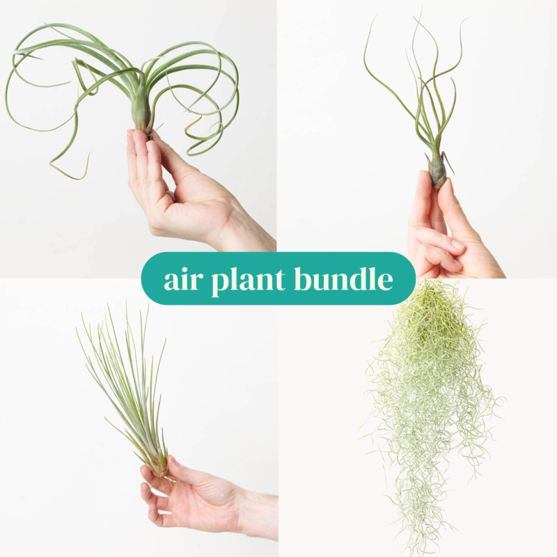 Air Plant Bundle