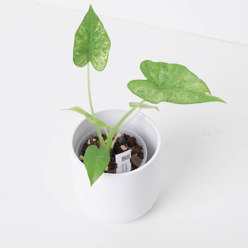 Alocasia macrorrhiza ‘Mint Variegated’