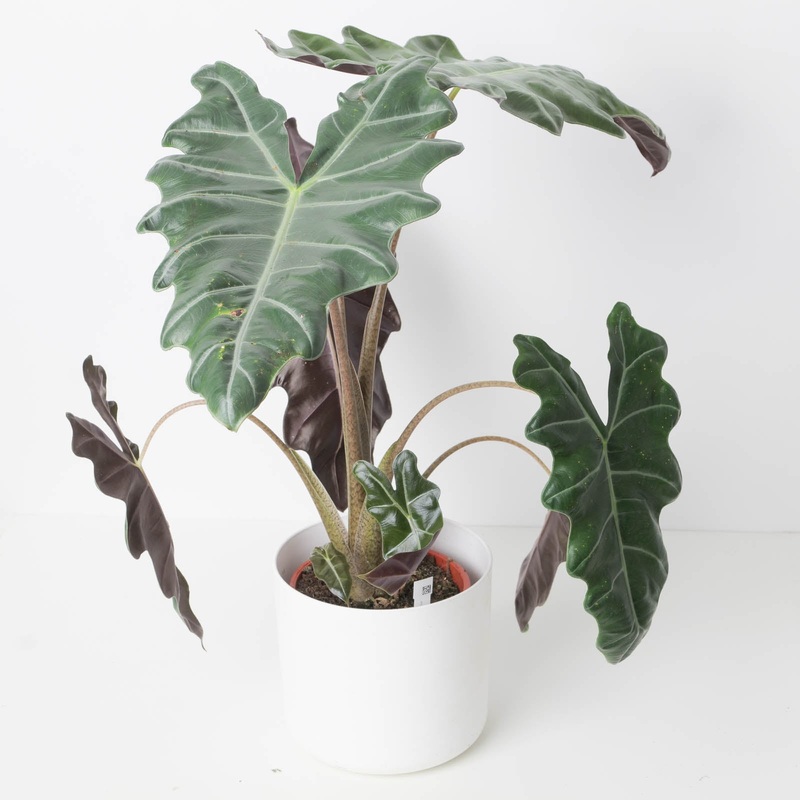 Alocasia Sanderiana|17cm Imperfect