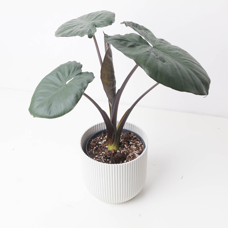 Alocasia Serendipity|14cm