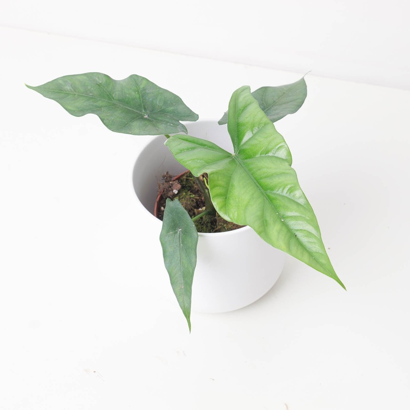 Alocasia simpo | Lukiwan x Sinuata