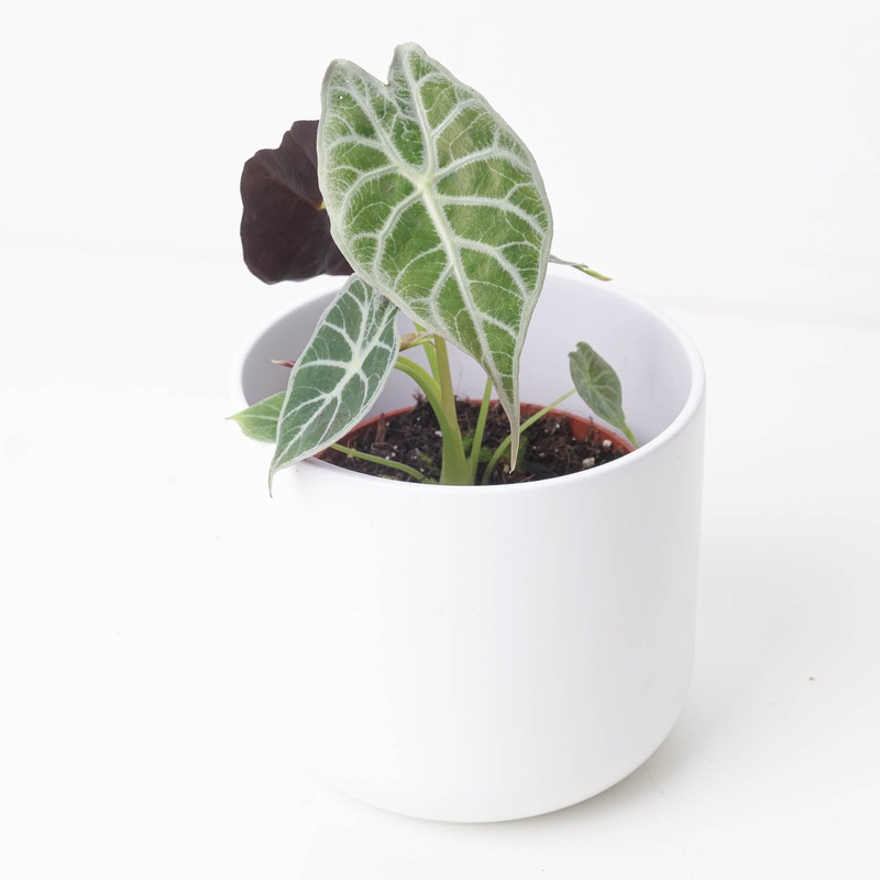 Alocasia Watsoniana ‘Lightning’