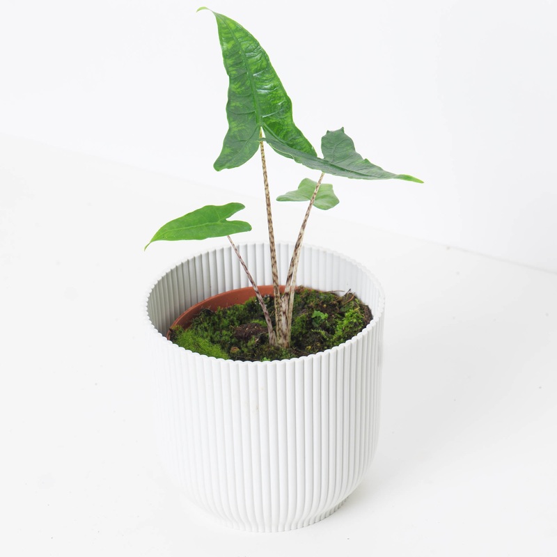 Alocasia Zebrina Reticulata|14cm